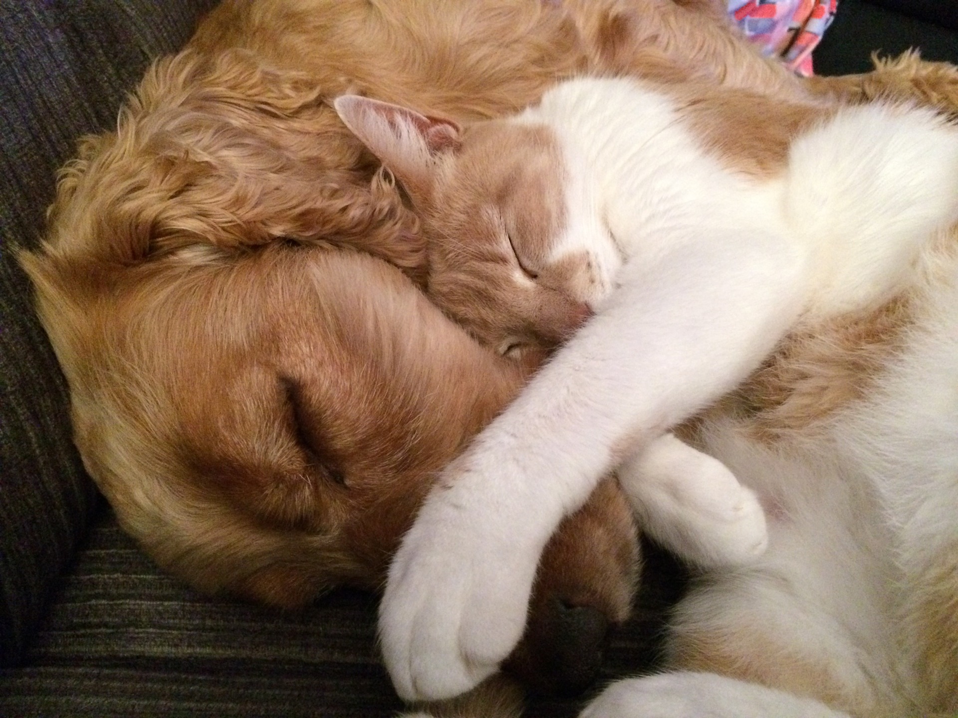 Pet sitting in Bucks or Buckinghamshire